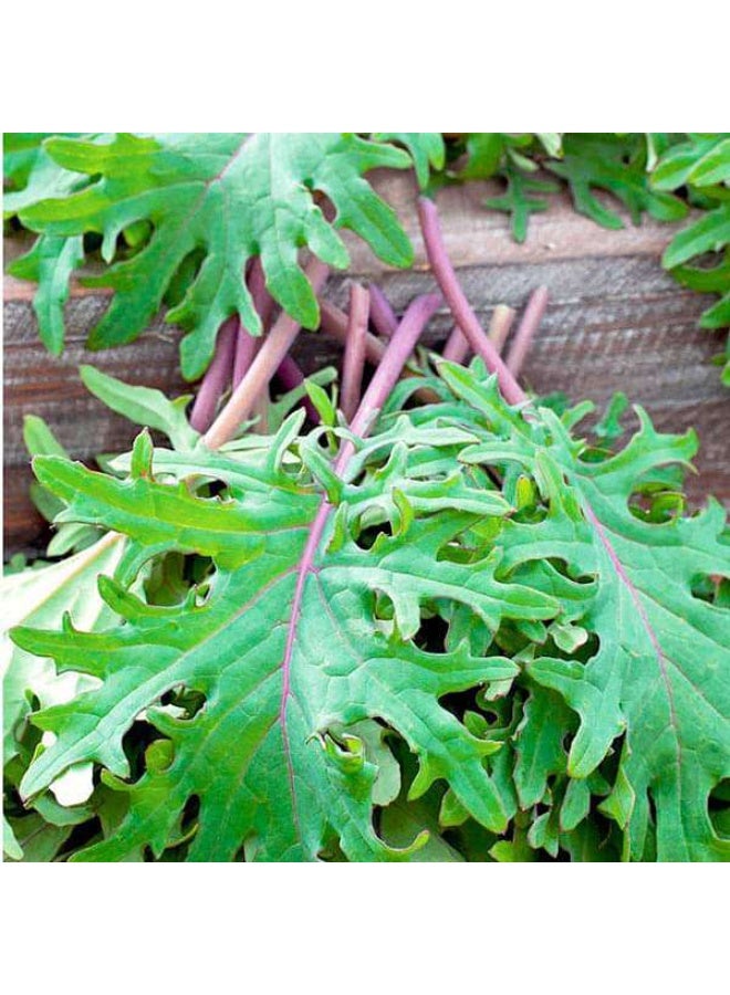 Kale Red Russian Vegetable Seeds