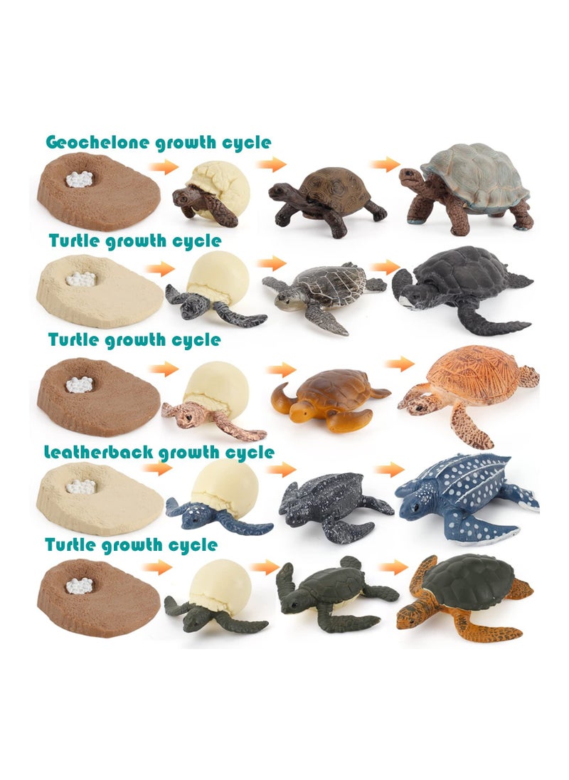 Excefore - Life Cycle Figurines Tortoise Model 20PCS Realistic Sea Turtle Ocean Animal Figures Party Favors Cake Toppers Decoration Toys for Kids Toddlers - Image 1