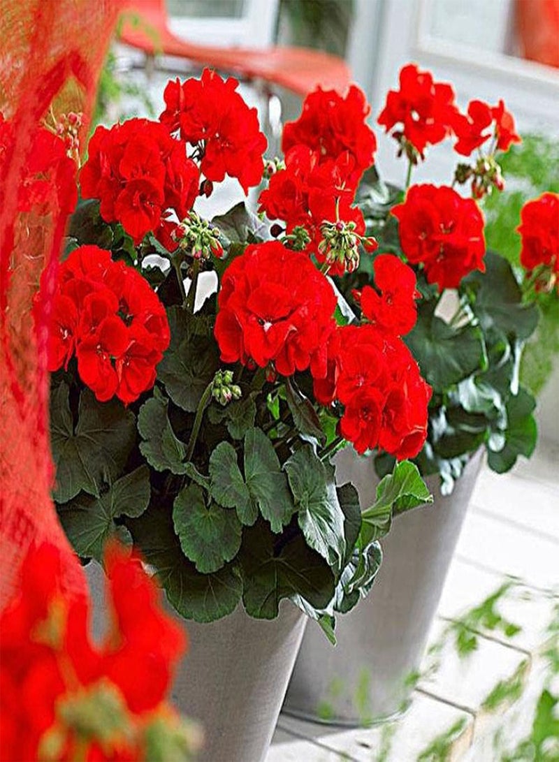 جي جوت 50 قطعة من بذور إبرة الراعي، أزهار حمراء جميلة تضيف لونًا إلى الحديقة، زراعة سهلة، قدرة قوية على التكيف، لا تحتاج إلى الكثير من العناية - Image 2