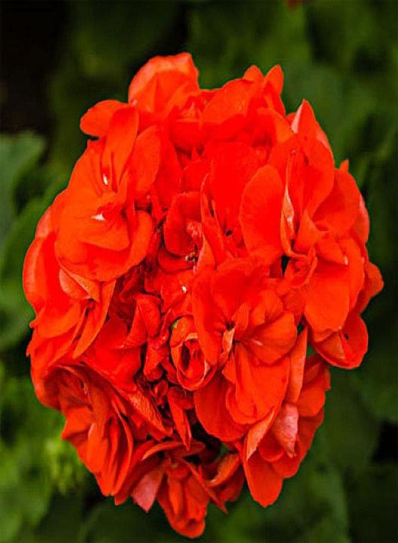 جي جوت 50 قطعة من بذور إبرة الراعي، أزهار حمراء جميلة تضيف لونًا إلى الحديقة، زراعة سهلة، قدرة قوية على التكيف، لا تحتاج إلى الكثير من العناية - Image 1