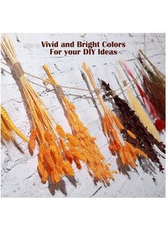 Y&D Dried Pampas Grass 100 Pcs Boho Natural Flowers Arrangements eucalyptus wheat Billy ball Bunny Tails for Home Decor Flower Living Room Balcony Wedding Party  - Image 3