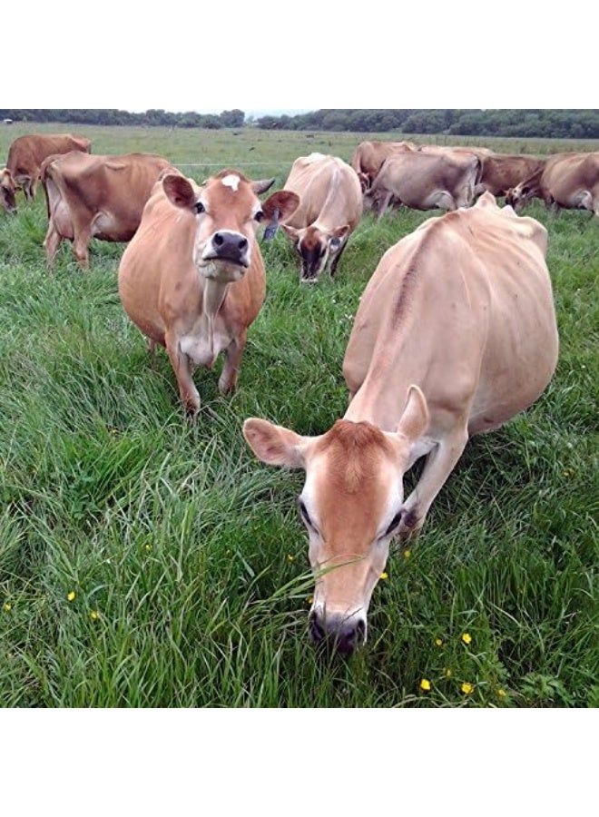 Raw Organic Whey Raw Grass Fed Whey - Happy Healthy Cows, Cold Processed Undenatured 100% Grass Fed Whey Protein Powder, Gmo-Free + Rbgh Free + Soy Free + Gluten Free + No Added Sugar, Unflavored, Unsweetened (12 Oz) - Image 5