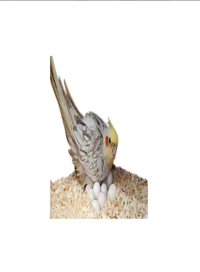 Ormango نشارة خشب الصنوبر الخالية من الغبار من أورمانجو - 1 كجم، مادة فراش وأعشاش للحيوانات الصغيرة مثل الهامستر والأرانب وخنازير غينيا والطيور والفئران والشنشيلات والزواحف وغيرها، 1 كجم، رقائق/نشارة خشب - Image 3