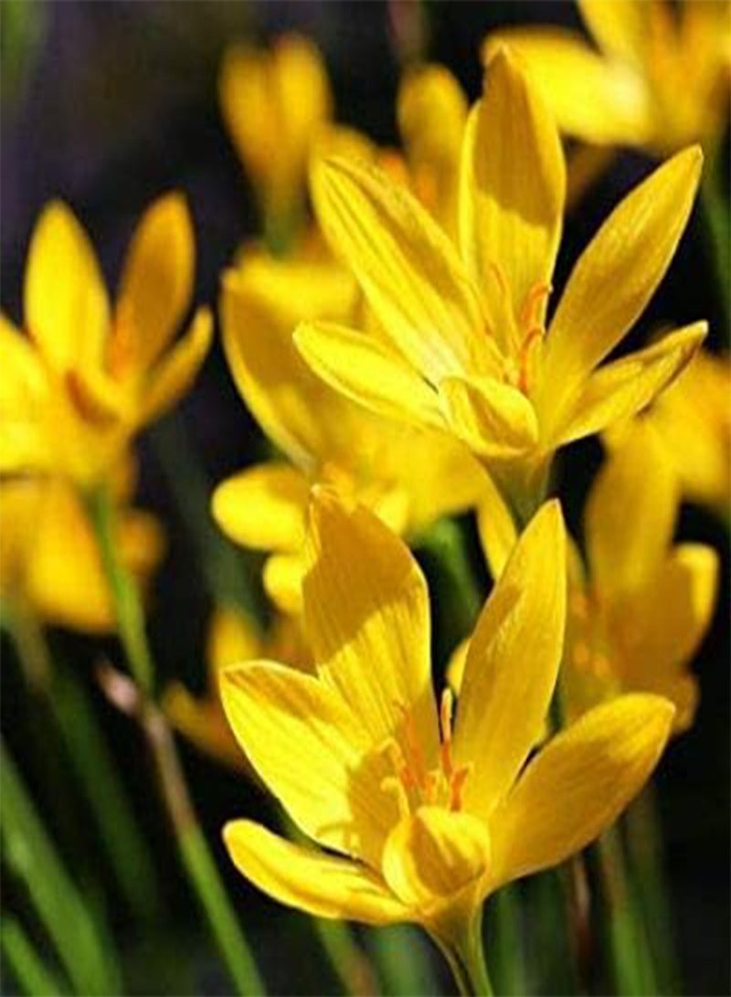 GGOOT seeds Fresh 100 pcs Curcuma Flower Seeds for Planting Yellow