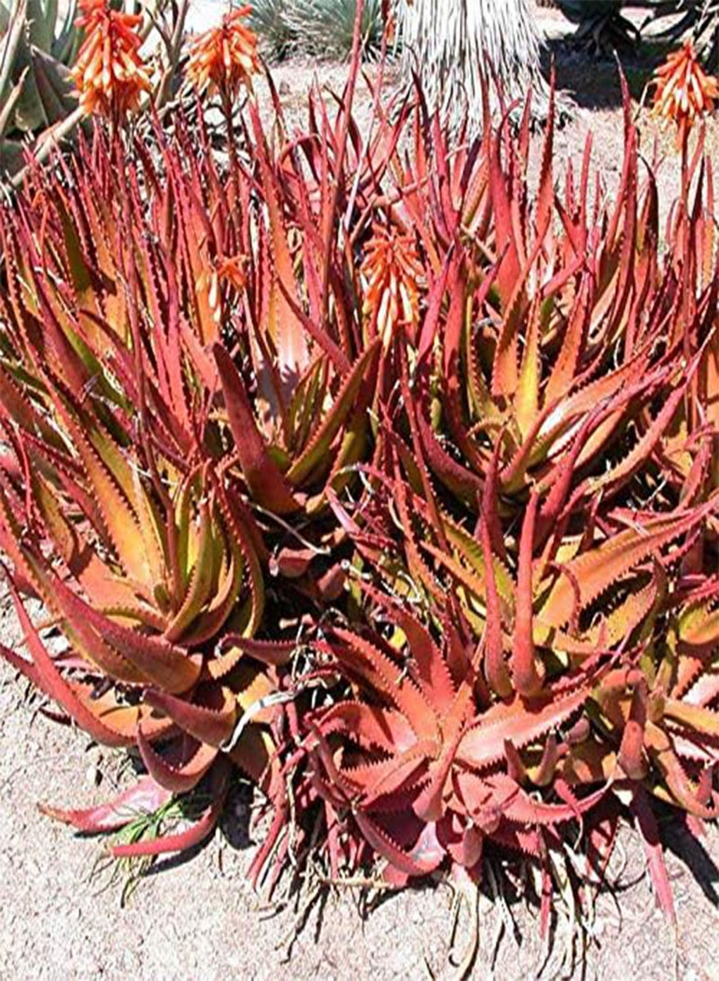 GGOOT 10 Pcs/Pack Red Aloe Seeds Succulent Bonsai Flower Plants for Garden Countyard Planting  - Image 2