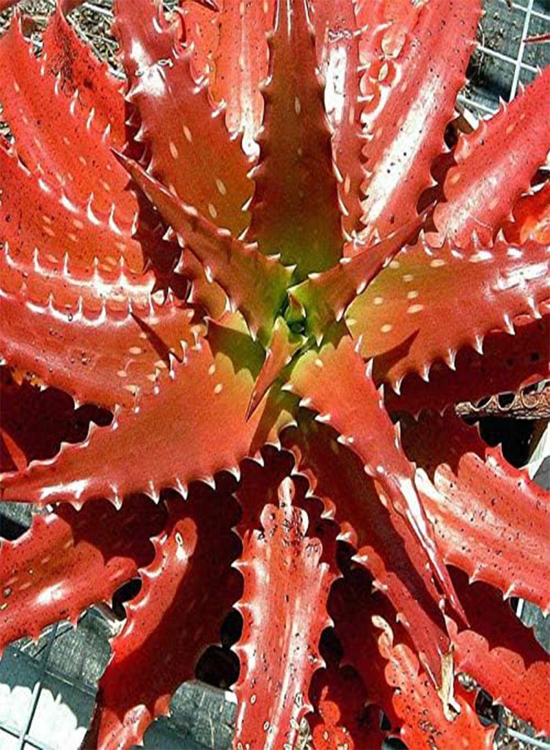GGOOT 10 Pcs/Pack Red Aloe Seeds Succulent Bonsai Flower Plants for Garden Countyard Planting  - Image 1