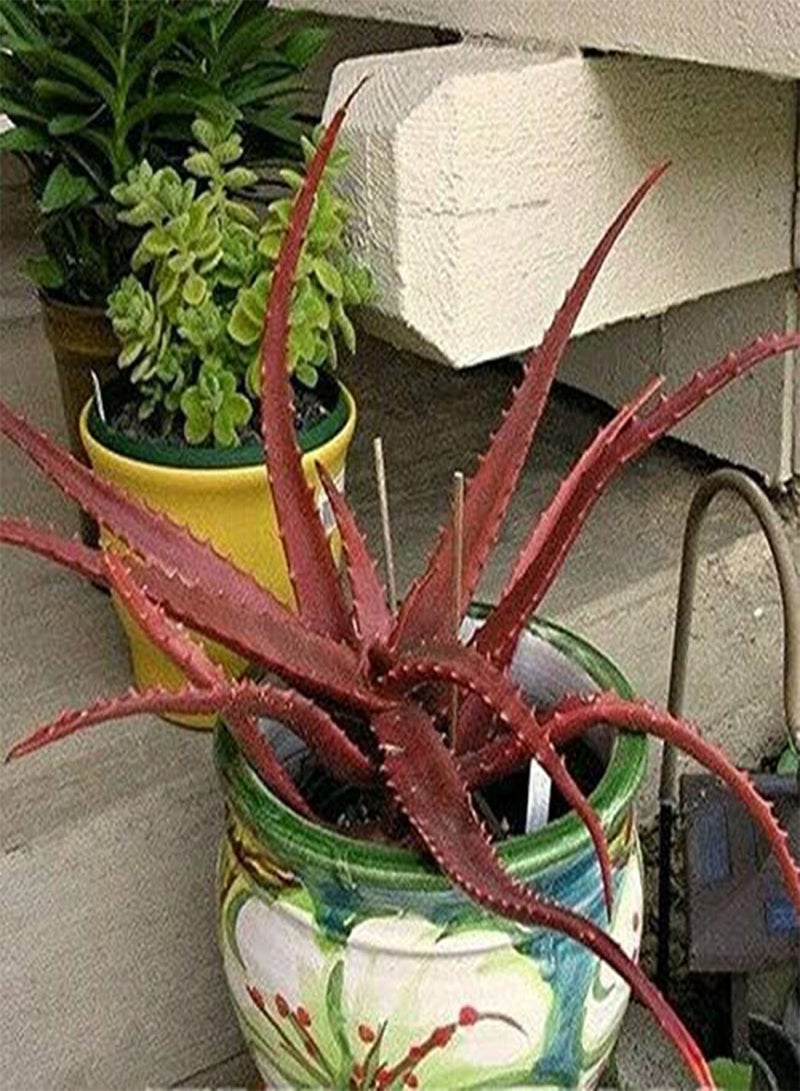 GGOOT 10 Pcs/Pack Red Aloe Seeds Succulent Bonsai Flower Plants for Garden Countyard Planting  - Image 3