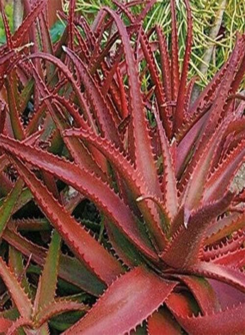 GGOOT 10 Pcs/Pack Red Aloe Seeds Succulent Bonsai Flower Plants for Garden Countyard Planting  - Image 4