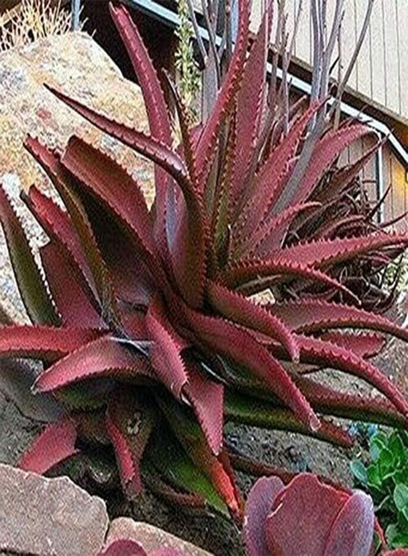 GGOOT 10 Pcs/Pack Red Aloe Seeds Succulent Bonsai Flower Plants for Garden Countyard Planting  - Image 5