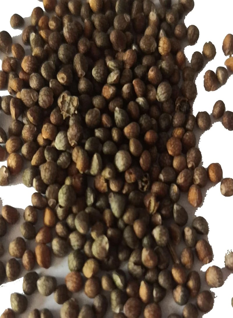 جي جوت بذور 50 قطعة/كيس بذور كريستيا أوبكورداتا، سهلة النمو، صديقة للبيئة، أوراق خضراء، شتلات كريستيا أوبكورداتا للفناء - Image 1