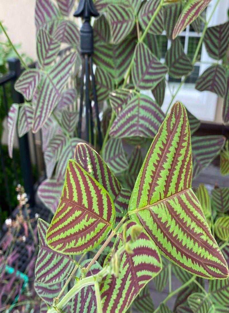 جي جوت بذور 50 قطعة/كيس بذور كريستيا أوبكورداتا، سهلة النمو، صديقة للبيئة، أوراق خضراء، شتلات كريستيا أوبكورداتا للفناء - Image 4