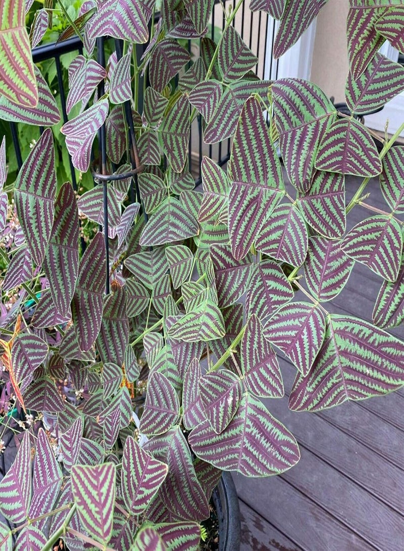 جي جوت بذور 50 قطعة/كيس بذور كريستيا أوبكورداتا، سهلة النمو، صديقة للبيئة، أوراق خضراء، شتلات كريستيا أوبكورداتا للفناء - Image 2