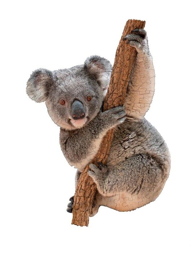 Madd Capp Lil' Koala 100 Piece Jigsaw Puzzle For Ages 5+ 4020 Unique Animal Shaped Border Poster Size When Completed Oversized Puzzle Pieces For Easy Handling Includes Educational Fun Facts - Image 4