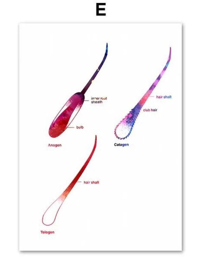 Hair Anatomy Art Physiology Of Hair Poster And Print Epilation Cosmetologist Gift Canvas Painting Wall Picture Beauty Room Decor - Image 1