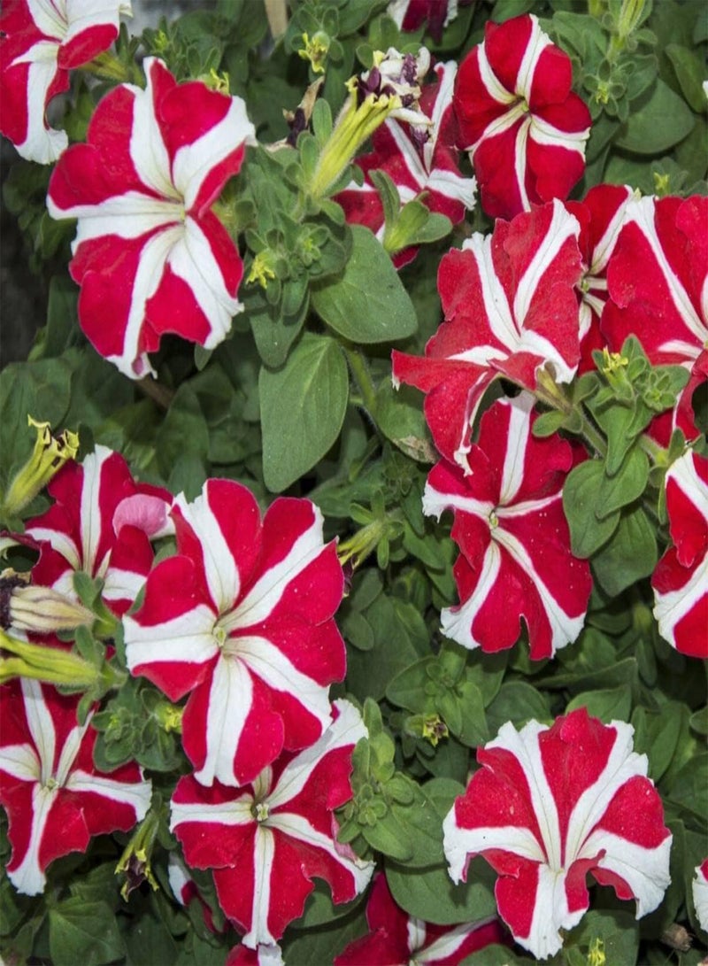 GGOOT Petunia Compacta Stellaris - Petunia Nana compacta Flower Seeds, Home Garden Planting by Heavy Torch, 100 Seeds - Image 4