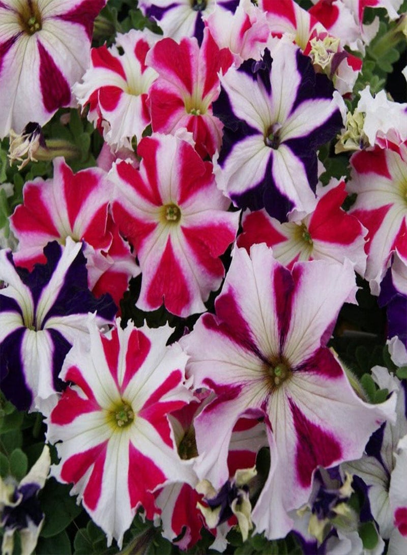 GGOOT Petunia Compacta Stellaris - Petunia Nana compacta Flower Seeds, Home Garden Planting by Heavy Torch, 100 Seeds - Image 5