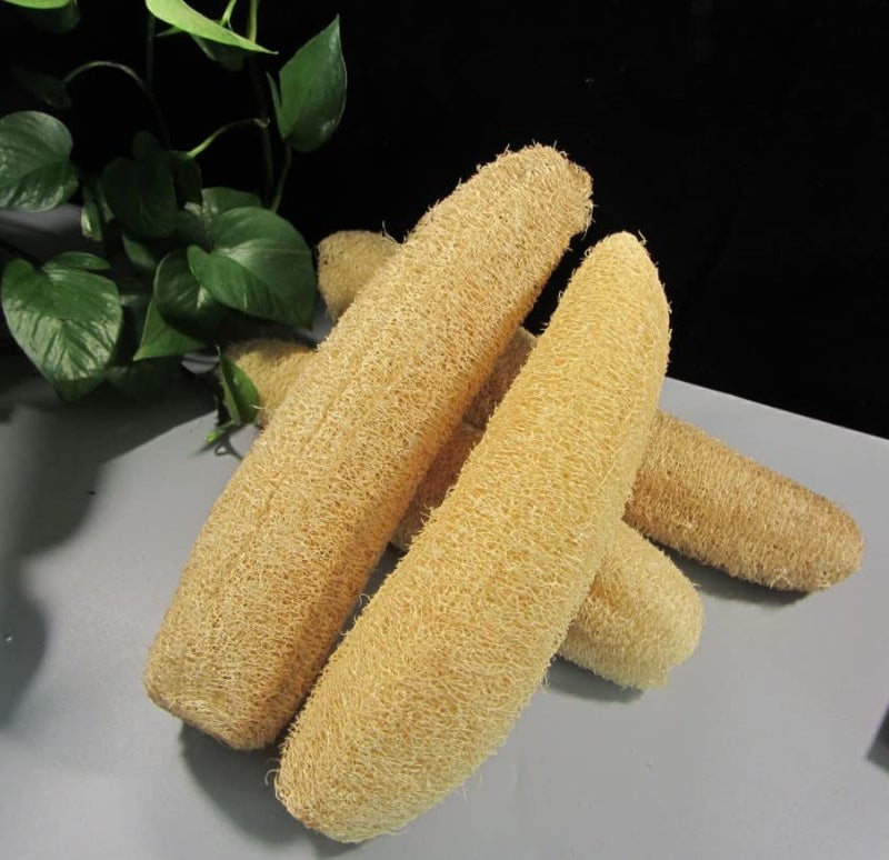 SSKR Natural Organic Body Scrub Loofah Sponge for Bathing - Pack of 1 | Size : 15 Cms Long - Image 3