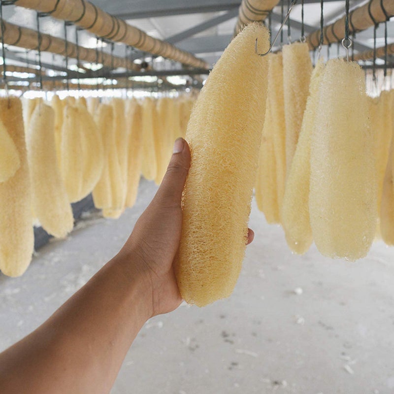 SSKR Natural Organic Body Scrub Loofah Sponge for Bathing - Pack of 1 | Size : 15 Cms Long - Image 1