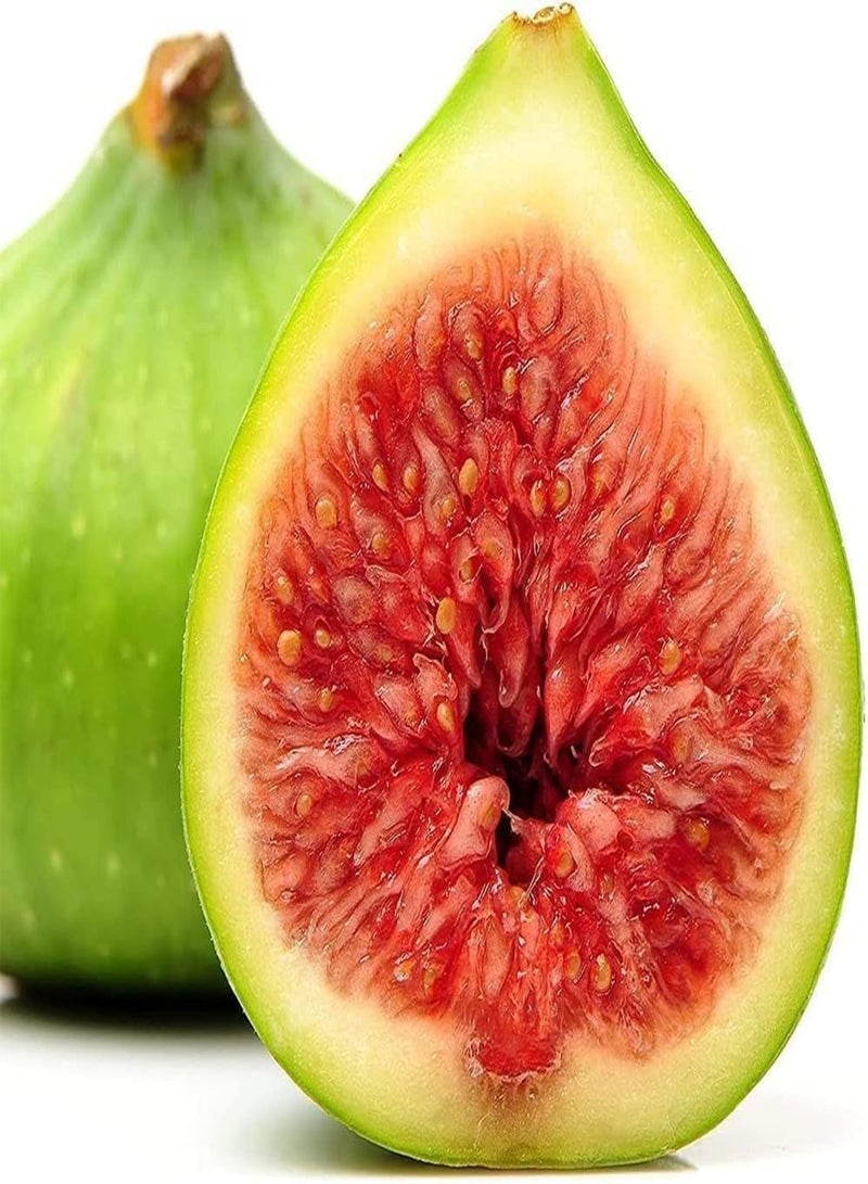 GGOOT 100Stück Feigensamen süß Viele Fruchtsamen Weit verbreitet auf der ganzen Welt Lange wirtschaftliche Lebensdauer Gute ökologische Wirkung saftige Frucht die die Familie genießen kann - Image 1