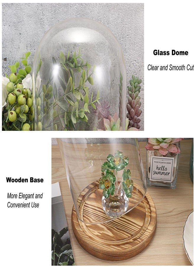 JUXYES Pack of 2 Glass Display Dome Cloche with Solid Wood Base, Clear Dome Bell Terrarium Jar Glass Cloche Bell Jar Display for Plants Collectible Figure - Image 3