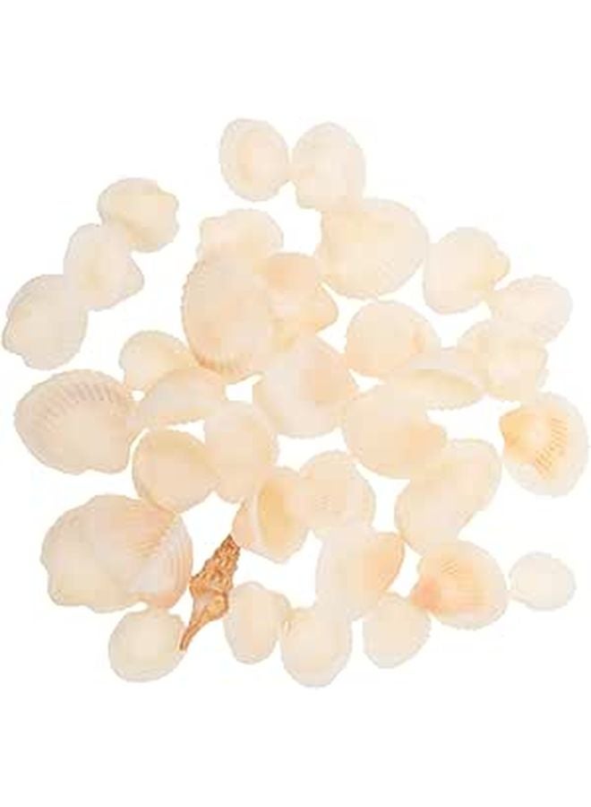DIY Craft Seashells Natural White Mixed Sizes For Home Decor And Crafting Supplies - Image 1