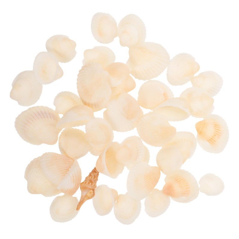 DIY Craft Seashells Natural White Mixed Sizes For Home Decor And Crafting Supplies - Image 2