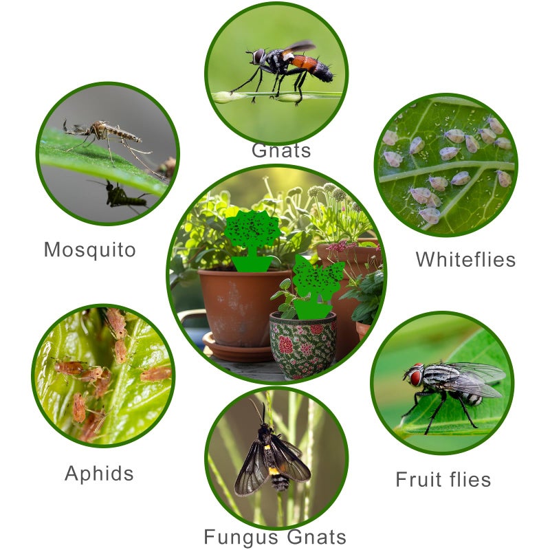 Boromine Fruit Fly Traps, 100 Pack Green Sticky Traps, Fungus Gnat Traps, Plant Fly Stickers for Indoor and Outdoor Use Protect The Plant - Image 4
