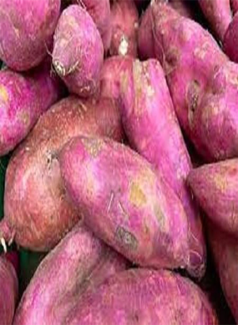 GGOOT 80pcs Sweet Potato Vegetable Seeds - Image 2