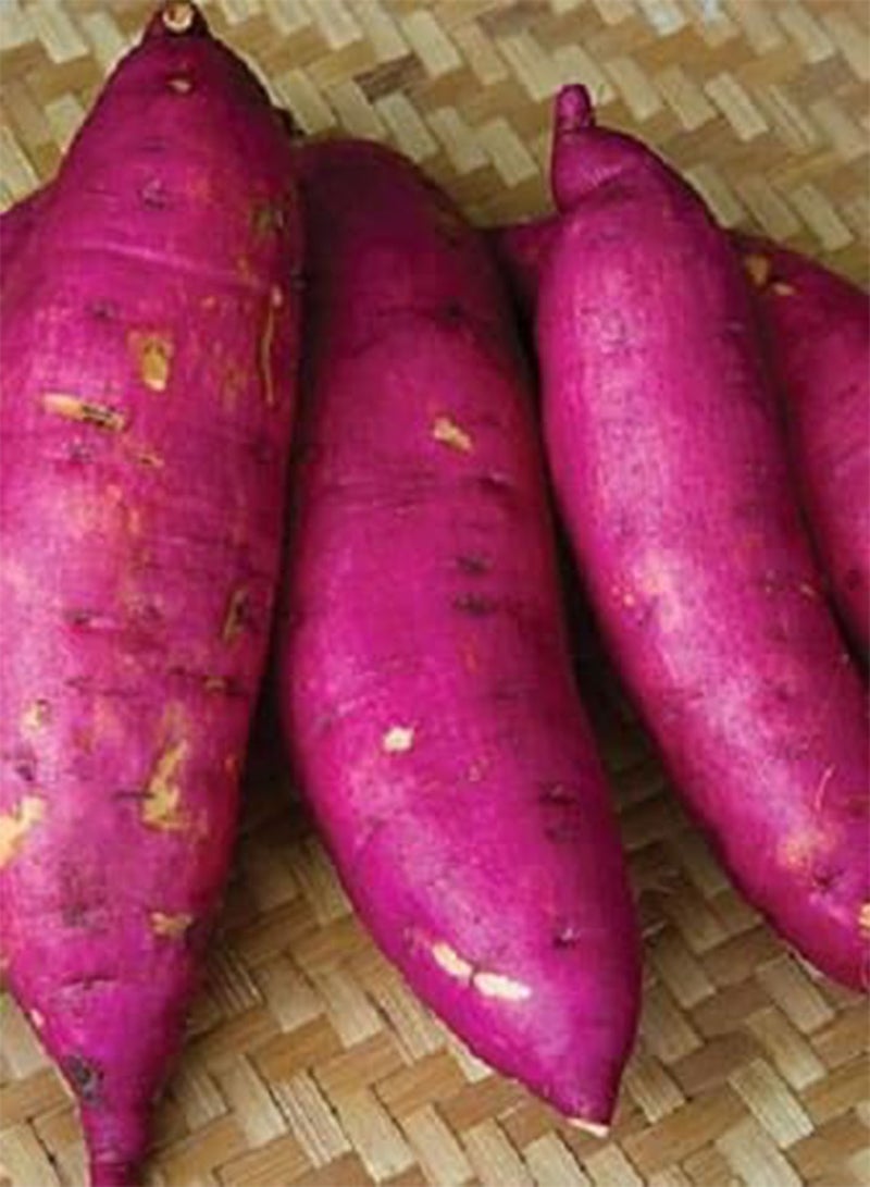 GGOOT 80pcs Sweet Potato Vegetable Seeds - Image 1
