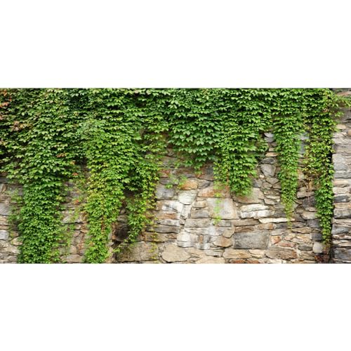 Leyiyi 20x10ft Spring Garden Leaves Backdrop Gardening Plants Grunge Stone Wall Greenery Banner Vane Branch Cover Vintage Architecture Photo Background Wedding Kids Birthday Photo Studio Vinyl Prop - Image 1
