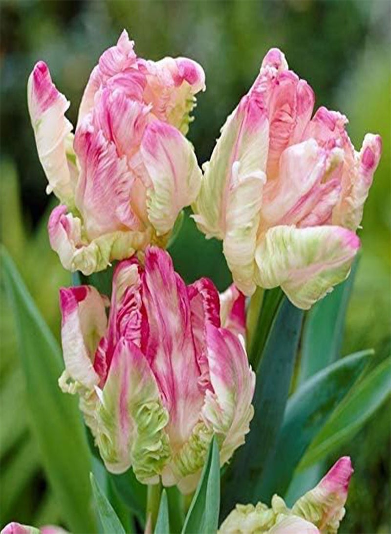 GGOOT 10pcs Roze Tulpenbollen Ingemaakte Bloembollen Onregelmatige Vorm Bloemblaadjes Geweldige Keuze voor Tuinieren Decoratie Charmante Aroma Snel Groeiende - Image 2