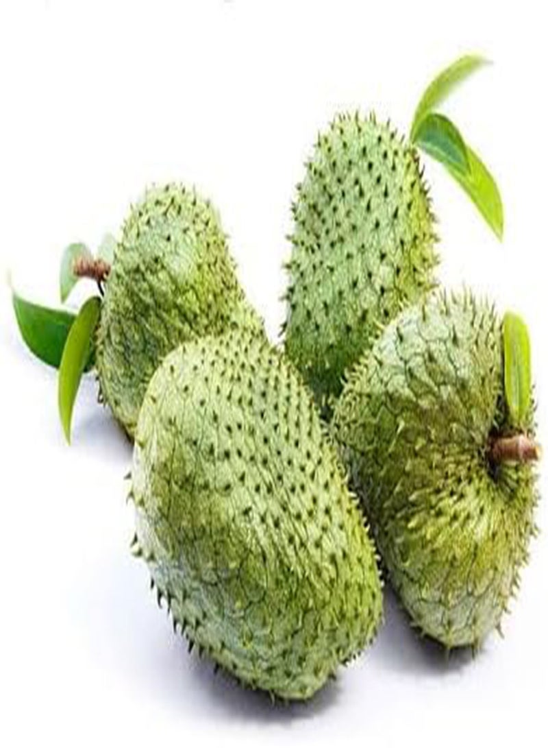 GGOOT 10pcs Fresh Soursop Fruit Seeds - Image 2