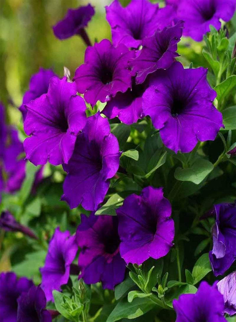 GGOOT seeds 50 Violet Sky  Seeds Easy to Grow Hanging Basket Flower UK Nana Compacta - Image 2