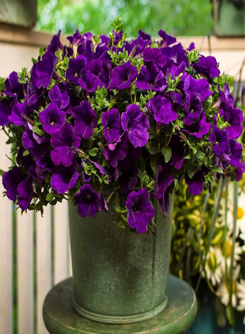 GGOOT seeds 50 Violet Sky  Seeds Easy to Grow Hanging Basket Flower UK Nana Compacta - Image 1