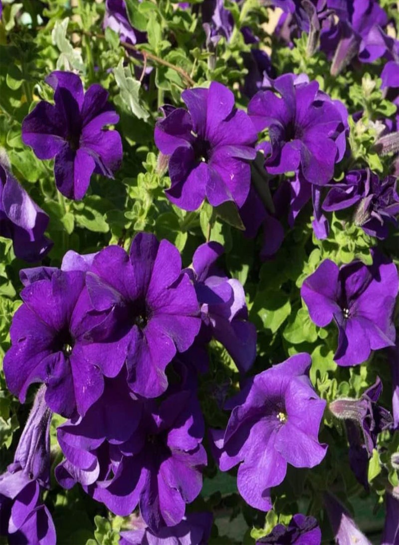 GGOOT seeds 50 Violet Sky  Seeds Easy to Grow Hanging Basket Flower UK Nana Compacta - Image 3