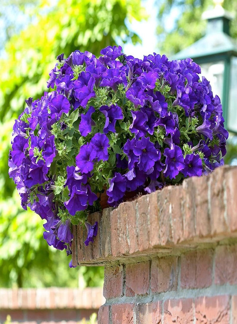 GGOOT seeds 50 Violet Sky  Seeds Easy to Grow Hanging Basket Flower UK Nana Compacta - Image 5
