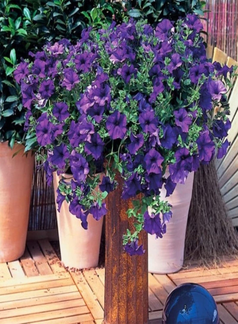 GGOOT seeds 50 Violet Sky  Seeds Easy to Grow Hanging Basket Flower UK Nana Compacta - Image 4