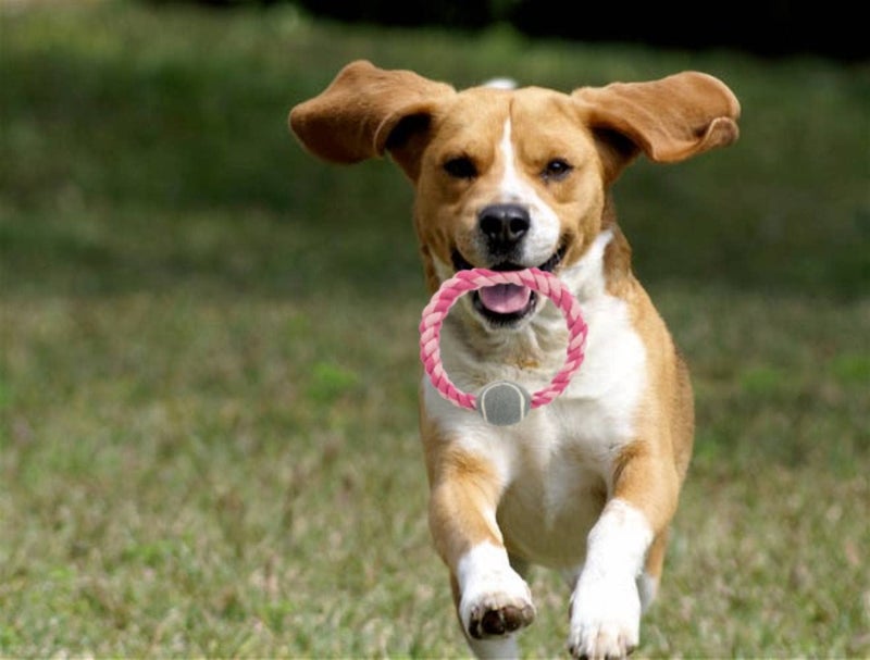 Trixie Pet Playing Ring Rope Toy with Tennis Ball for Dogs, Cotton/Polyester Material, Dog Chew Toy, Interactive Rope Dog Toy, Dental Hygiene (Get Any 1 Color) - 1pc - Image 3