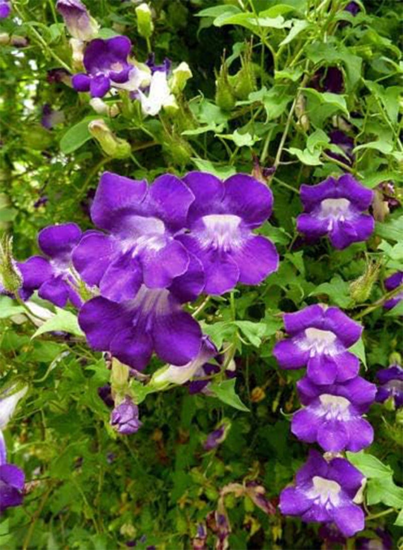 جي جوت 10 بذور من نبات أنف العجل المتسلق (أسارينا سكاندينس) - Image 2