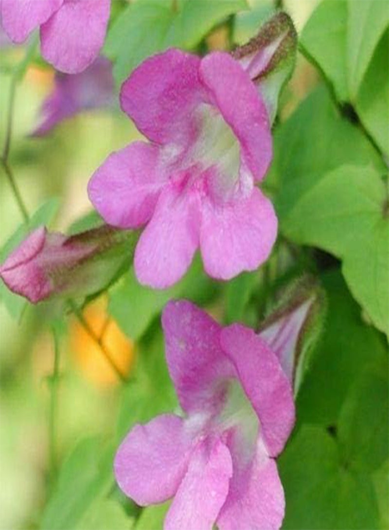 جي جوت 10 بذور من نبات أنف العجل المتسلق (أسارينا سكاندينس) - Image 1