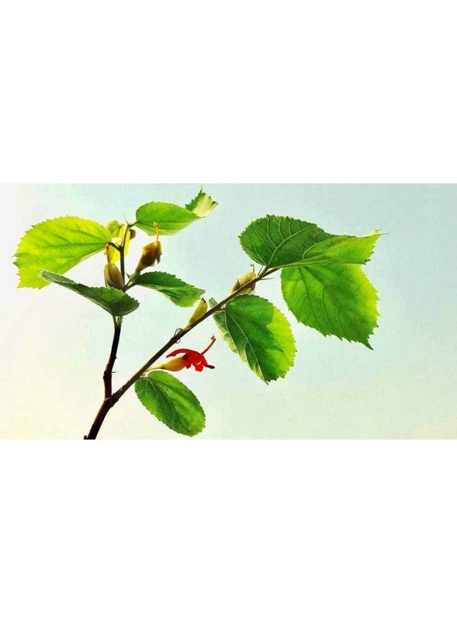 BSD Organics HerbY Sugar Free Powder of Gymnema/Gymnema Sylvestre/Sirukurinji/Gurmar Booti/Meshashringi - 50 Grams - Image 4