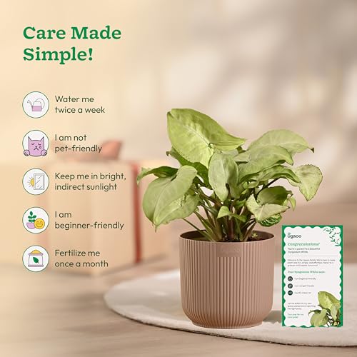 Ugaoo Syngonium White Plant with Ibiza Pot | Office Plants Indoor on Desk | Table Plants for Office Desk - Image 5