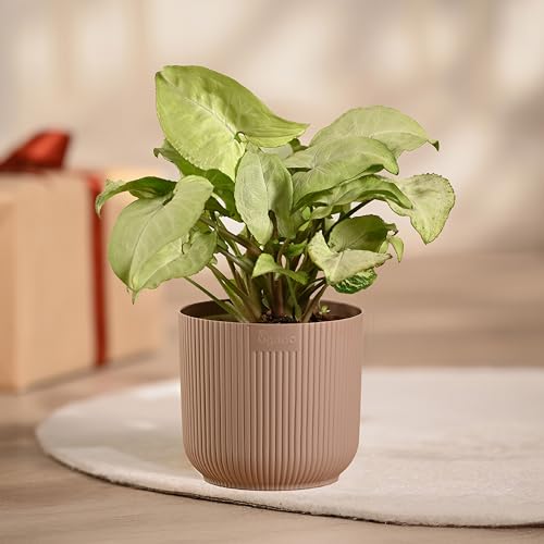 Ugaoo Syngonium White Plant with Ibiza Pot | Office Plants Indoor on Desk | Table Plants for Office Desk - Image 1