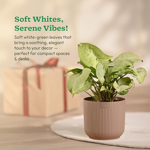 Ugaoo Syngonium White Plant with Ibiza Pot | Office Plants Indoor on Desk | Table Plants for Office Desk - Image 3