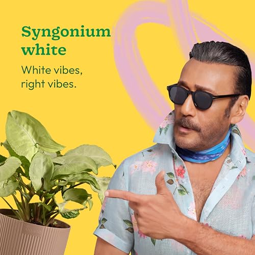 Ugaoo Syngonium White Plant with Ibiza Pot | Office Plants Indoor on Desk | Table Plants for Office Desk - Image 2