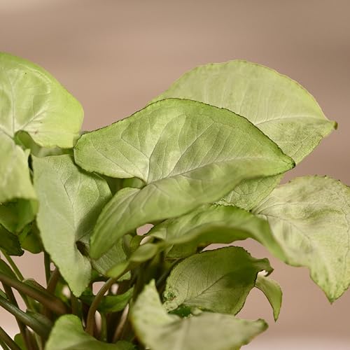 Ugaoo Syngonium White Plant with Ibiza Pot | Office Plants Indoor on Desk | Table Plants for Office Desk - Image 4