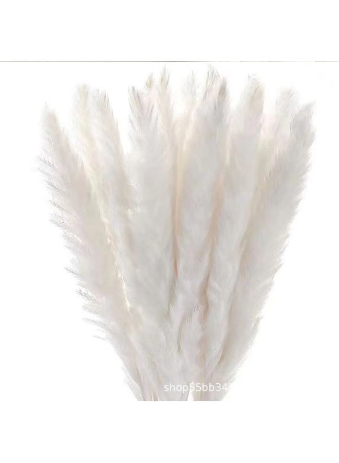 Anna Natural Dried Reed Bunny Tail Grass - 75 Stems Home Decor - Image 5