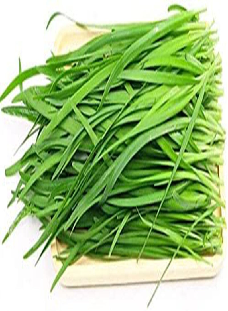 GGOOT 300Pcs Chive Leek Seeds Strong Smell Pure Natural Popular Vegetables Seed Green Slender Chive Leeks Perennial Heirloom Herb - Image 2
