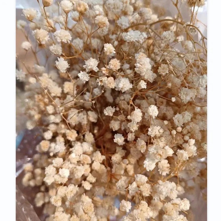 Bluejw O-038 Hot Sale Natural Real Baby's Breath Wedding Home Decor – Preserved Dried Gypsophila Bouquets, Long-Lasting Dried Plants for Arrangements & Gifts - Image 1