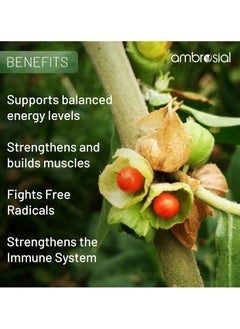 ambrosial Ashwagandha Capsules 500Mg Per Capsule Non-Gmo And Gluten Free Pack of 2  - Image 5